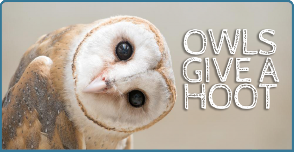 Owls Give A Ghoot