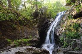 forest and waterfall