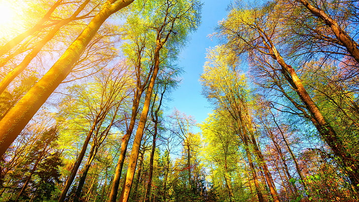 Trees and blue sky