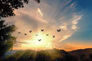 peaceful image of birds in sky