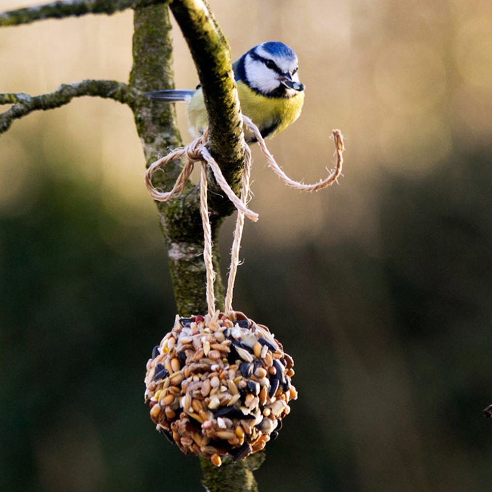 bird and pine cone bird feeder