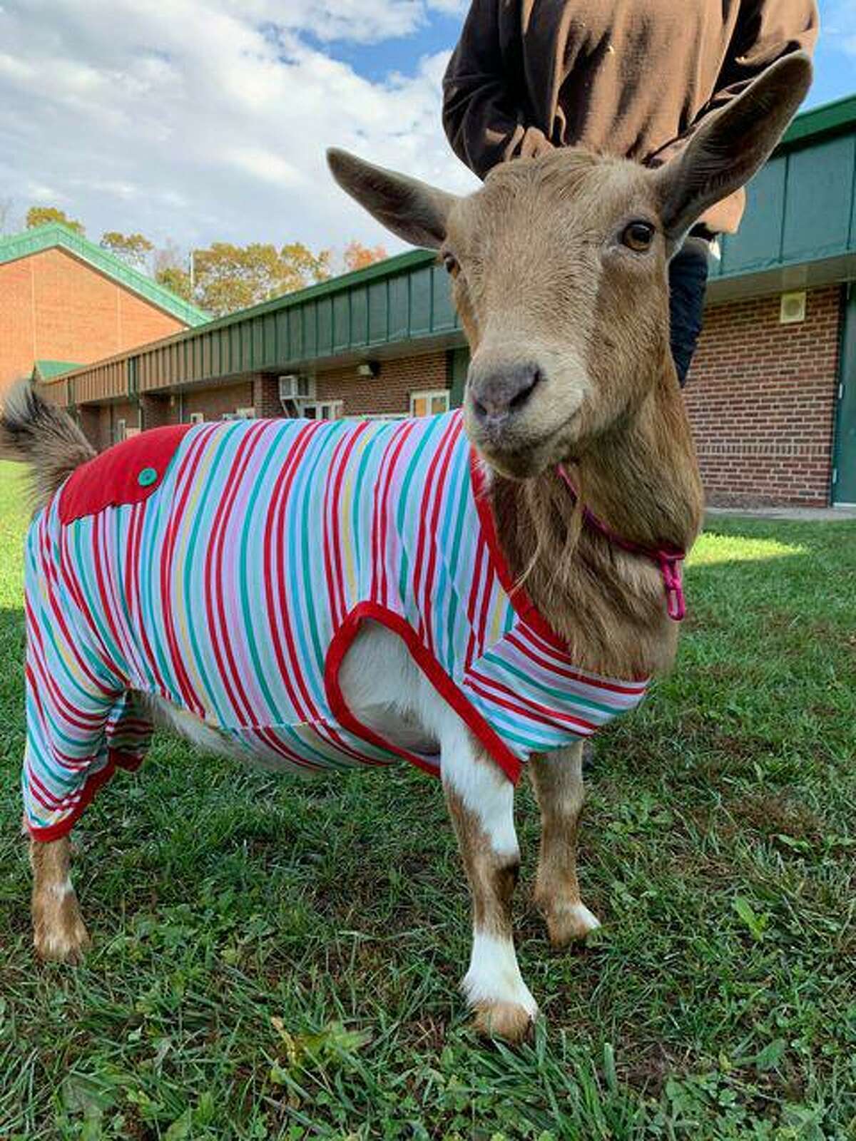 goat in pajamas