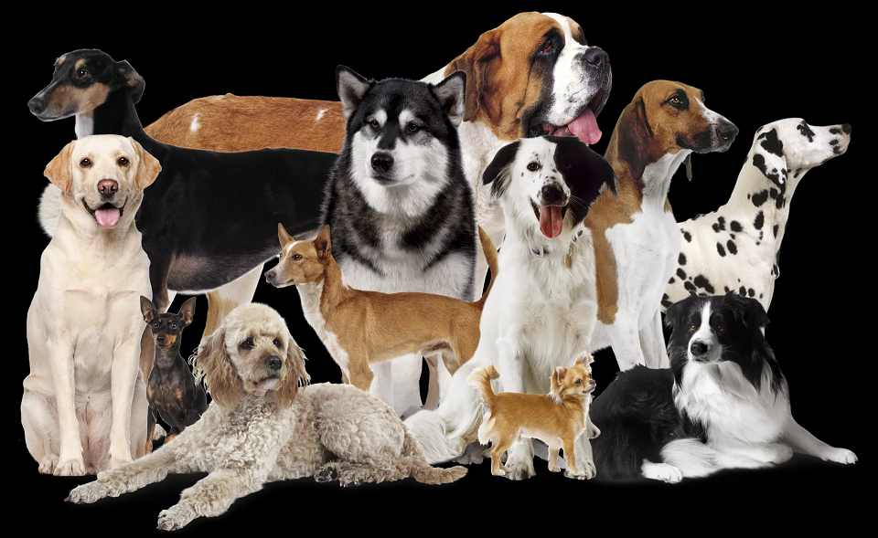 picture of many dogs