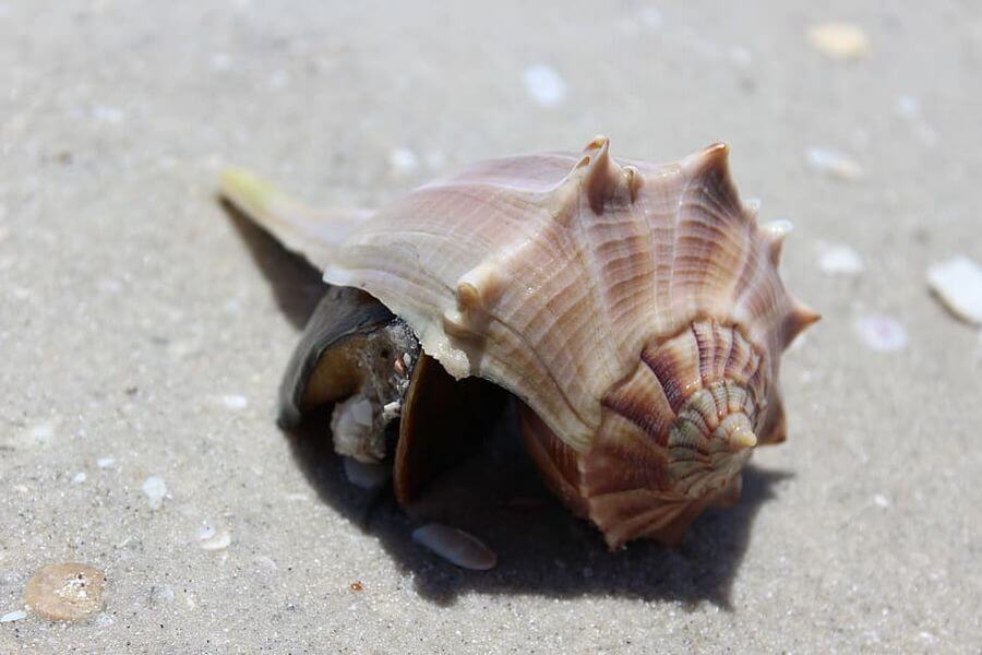 shell on a beach