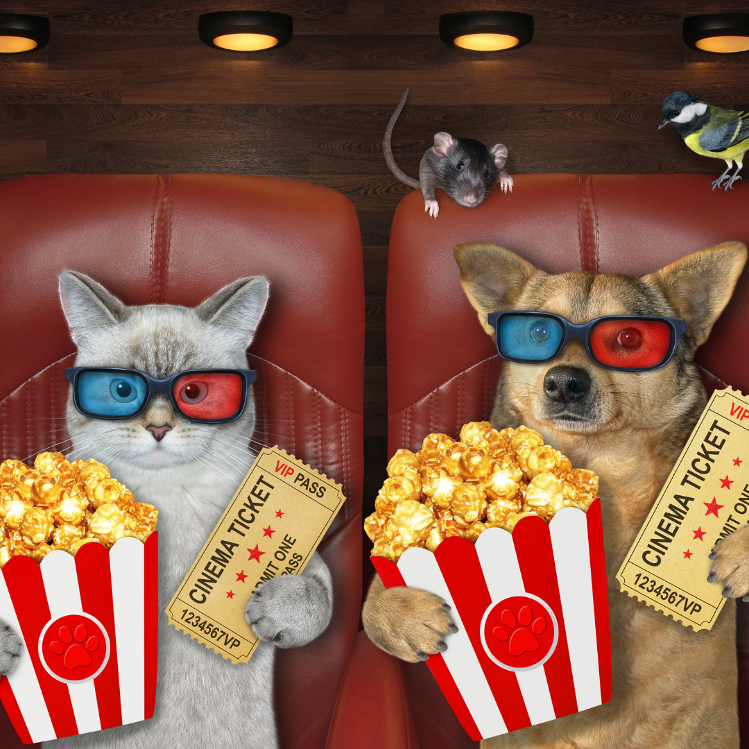 A cat and dog with 3D glasses watching a movie