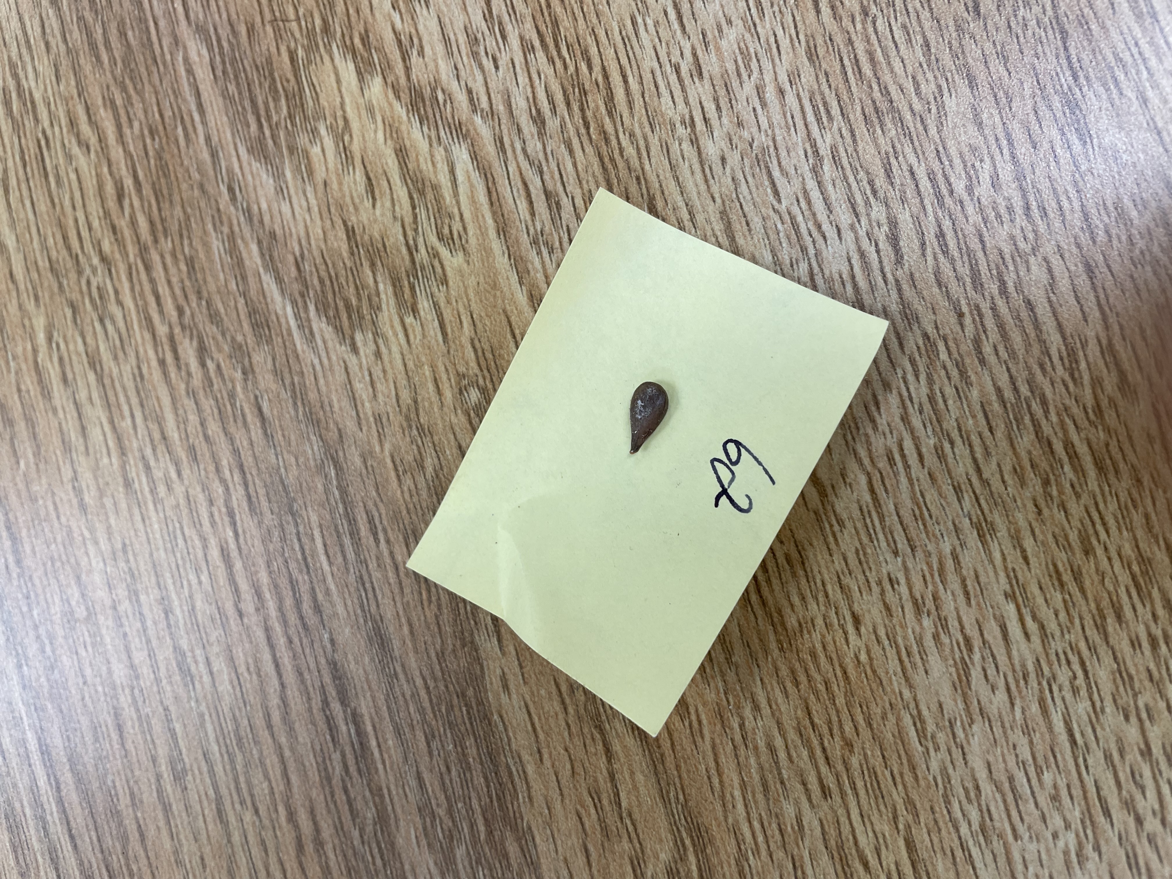 One brown, tear drop-shaped seed on a post-it note on a table patterned with wood grain.