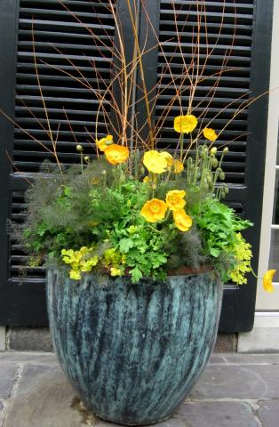 Flashy potted plant with bright yellow flowers and bright green leafage