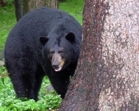 Adult Black bear in forestry 