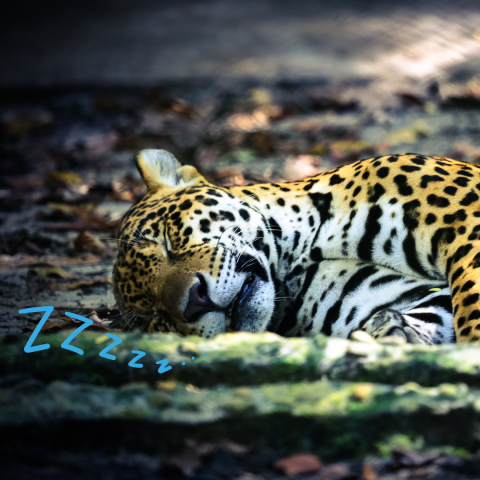 Jungle Sleep
