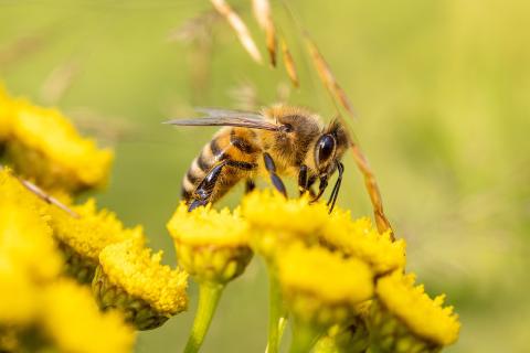 A bee collecting nectar from bright yellow flowers in a sunny, green setting.