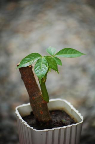 a photo of a plant prorogated plant in a small white pot against a blurred brown background