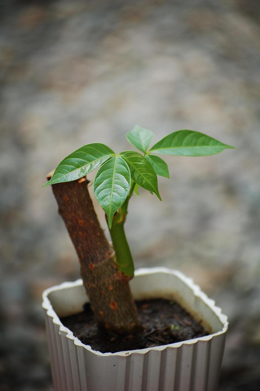 a photo of a plant prorogated plant in a small white pot against a blurred brown background